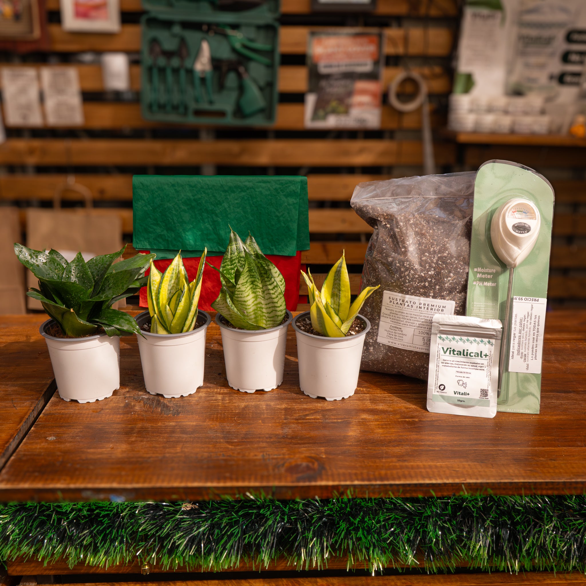 Vivero Mis Tesoros C Gloria