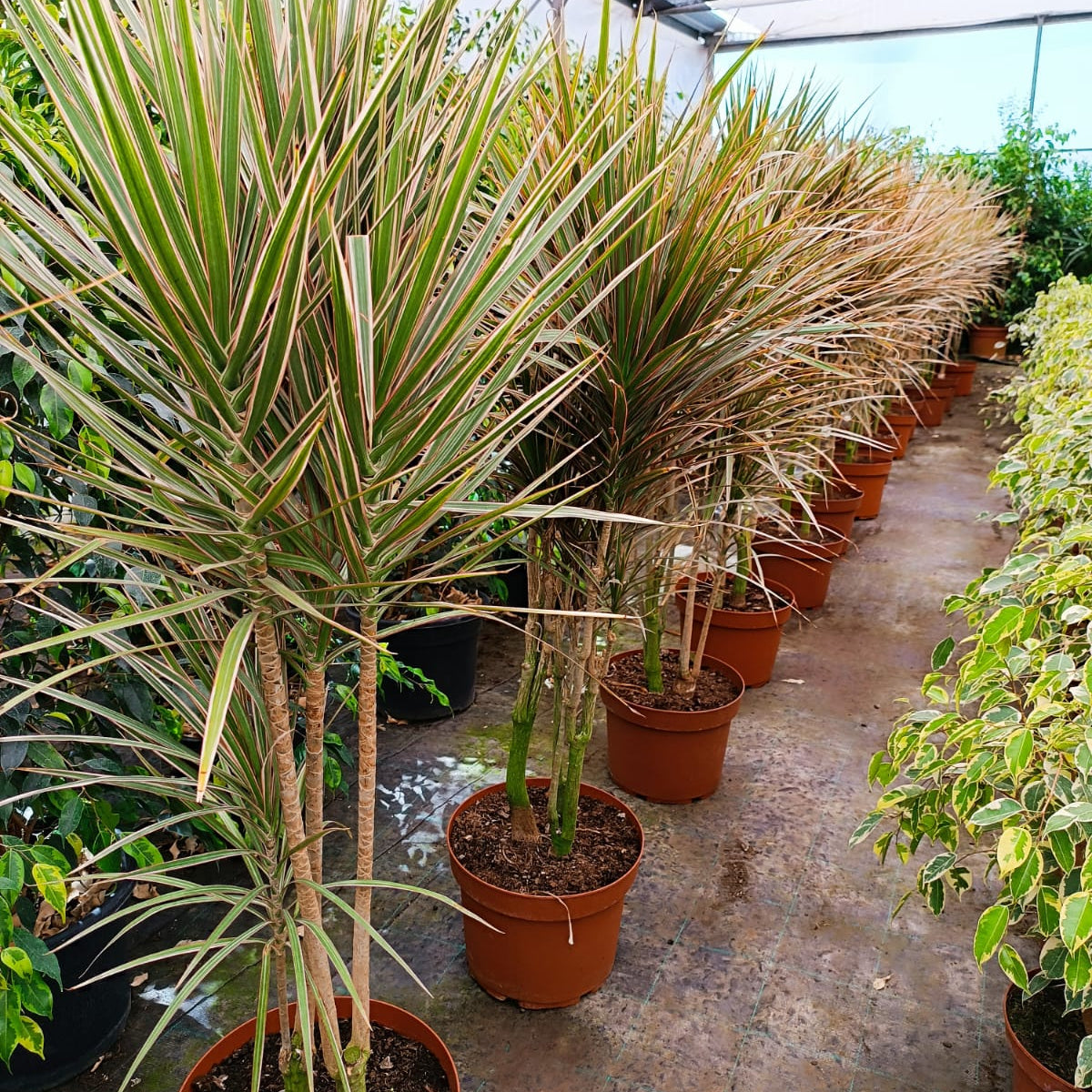 Vivero Mis Tesoros C Gloria