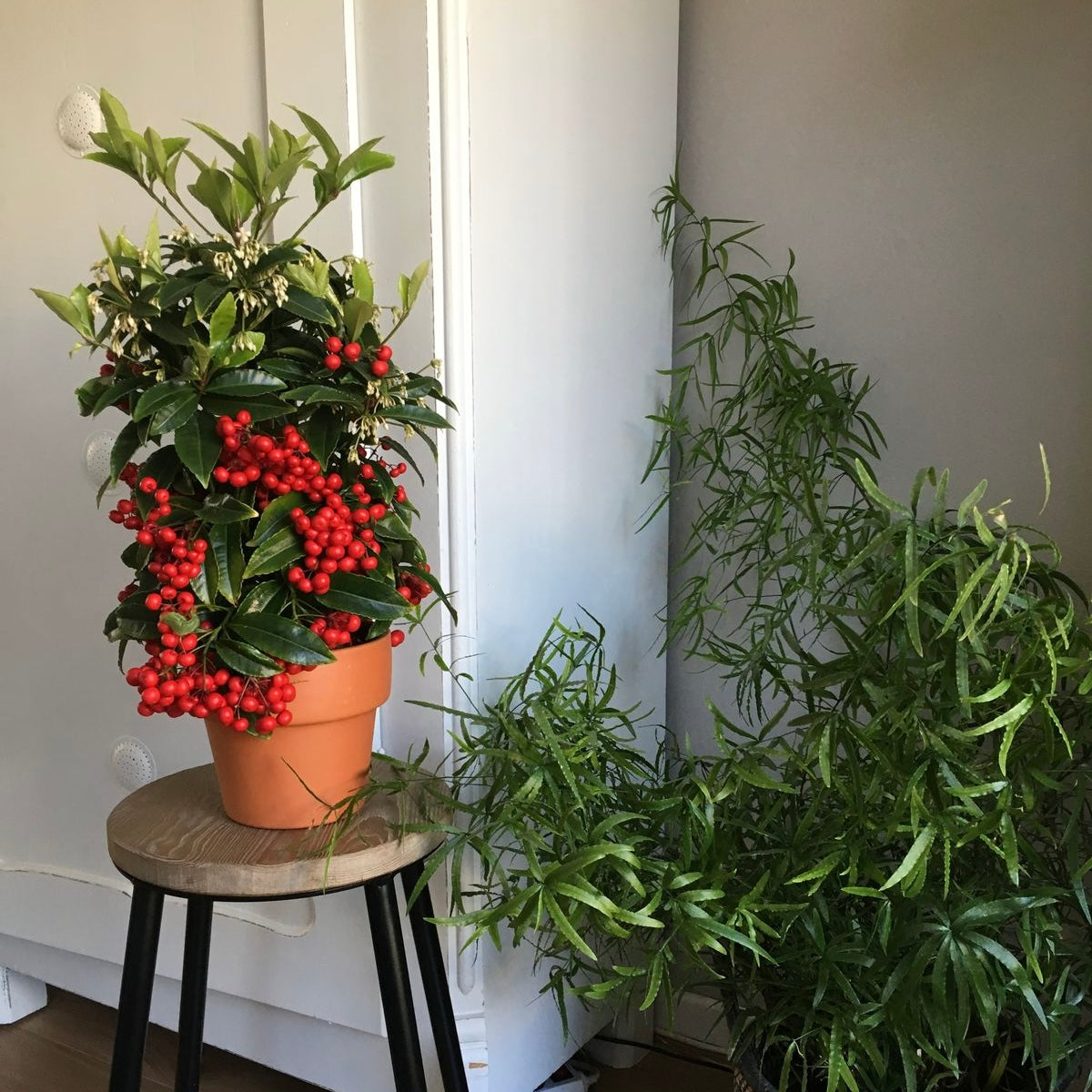 Ardisia Crenata