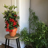 Ardisia Crenata