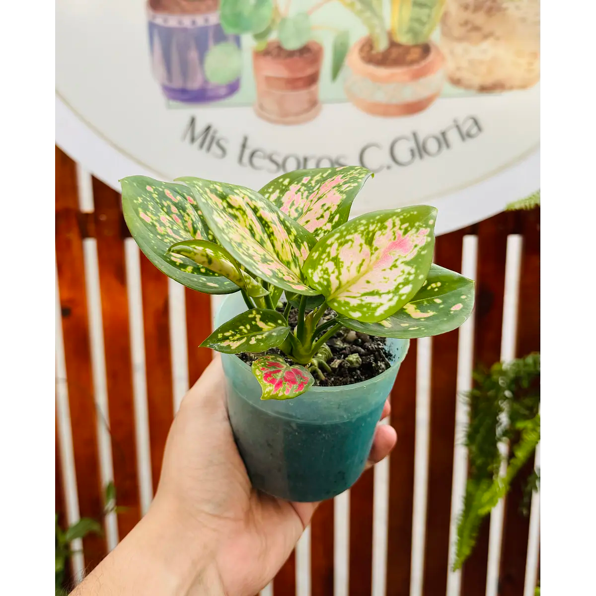 Agloenema Anyamanee Pink