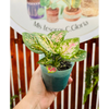 Agloenema Anyamanee Pink