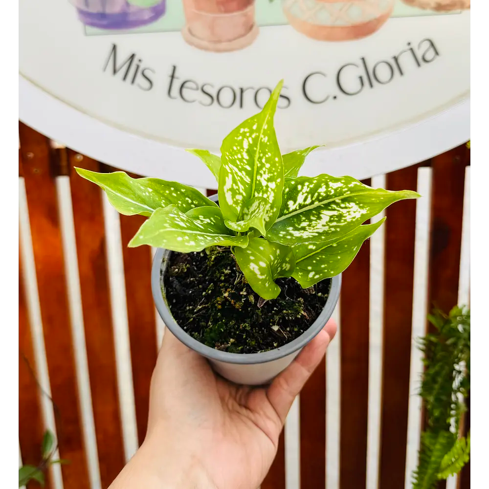 Vivero Mis Tesoros C Gloria