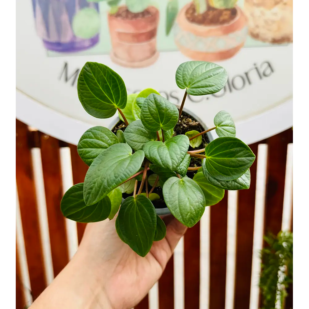 Peperomia Albovittata Vivero Mis Tesoros C Gloria peperomia-albovittata-vivero-mis-tesoros-c-gloria