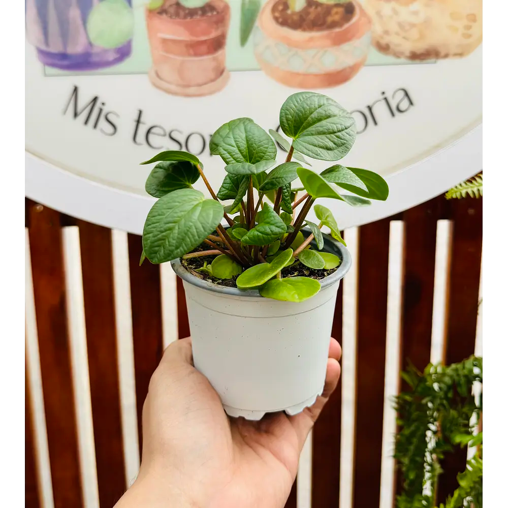 Peperomia Albovittata