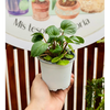 Peperomia Albovittata