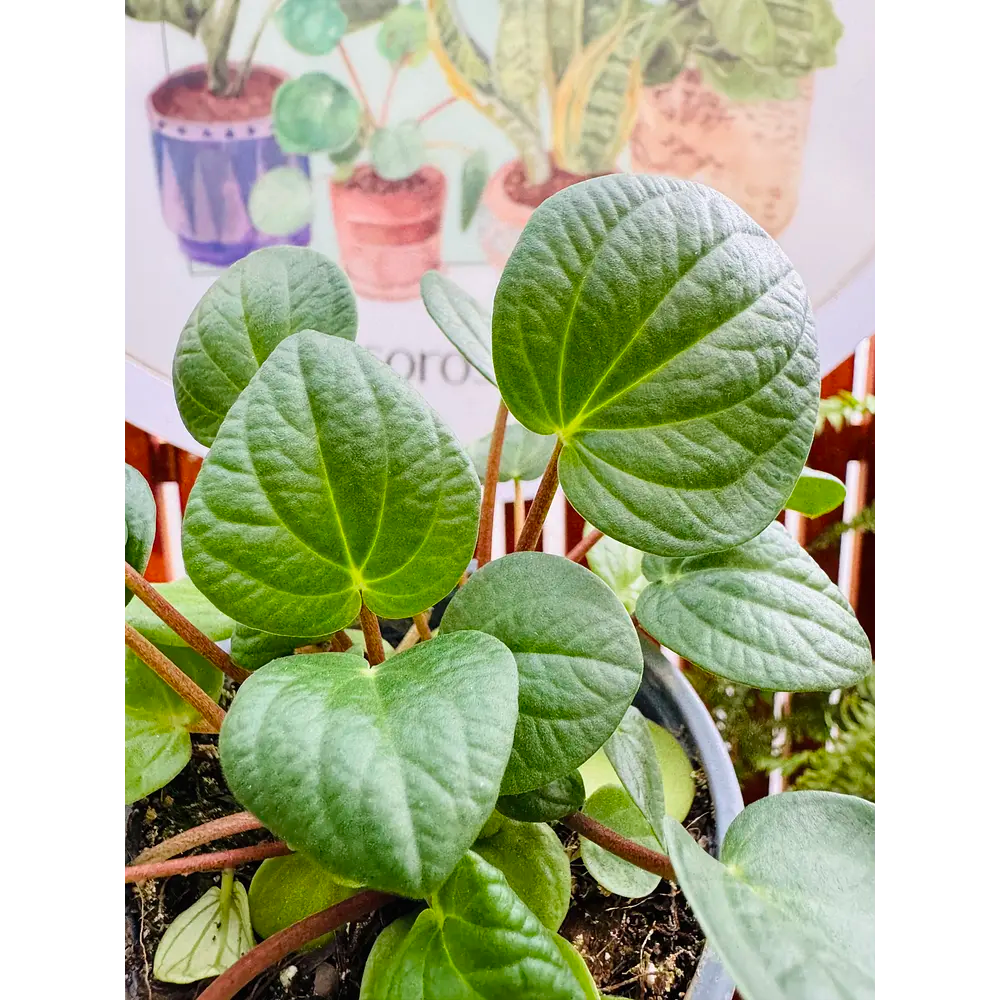 Vivero Mis Tesoros C Gloria