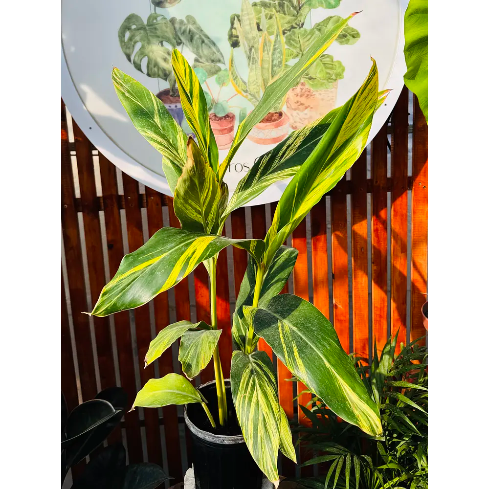 Alpinias Variegada