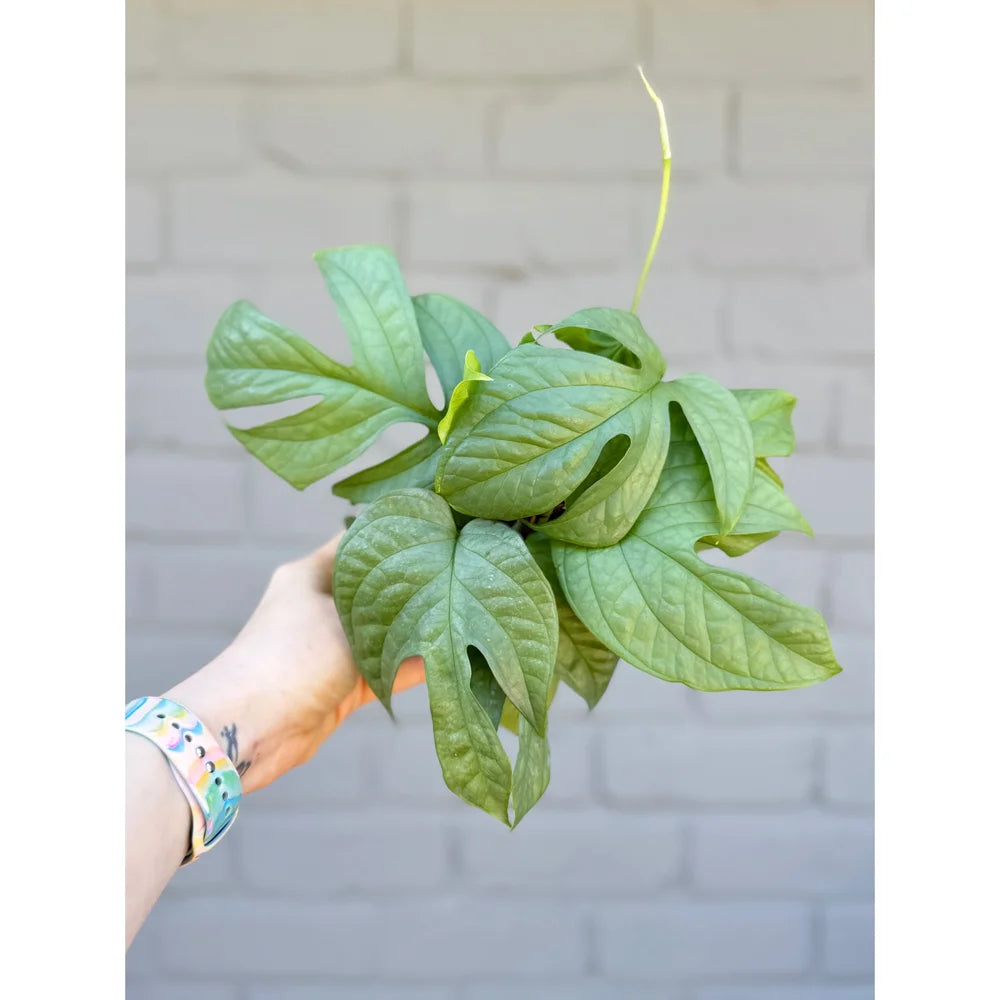 Vivero Mis Tesoros C Gloria