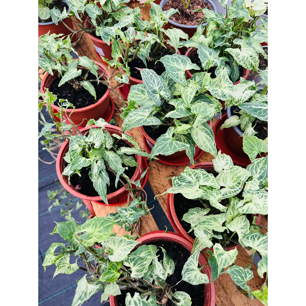 Vivero Mis Tesoros C Gloria