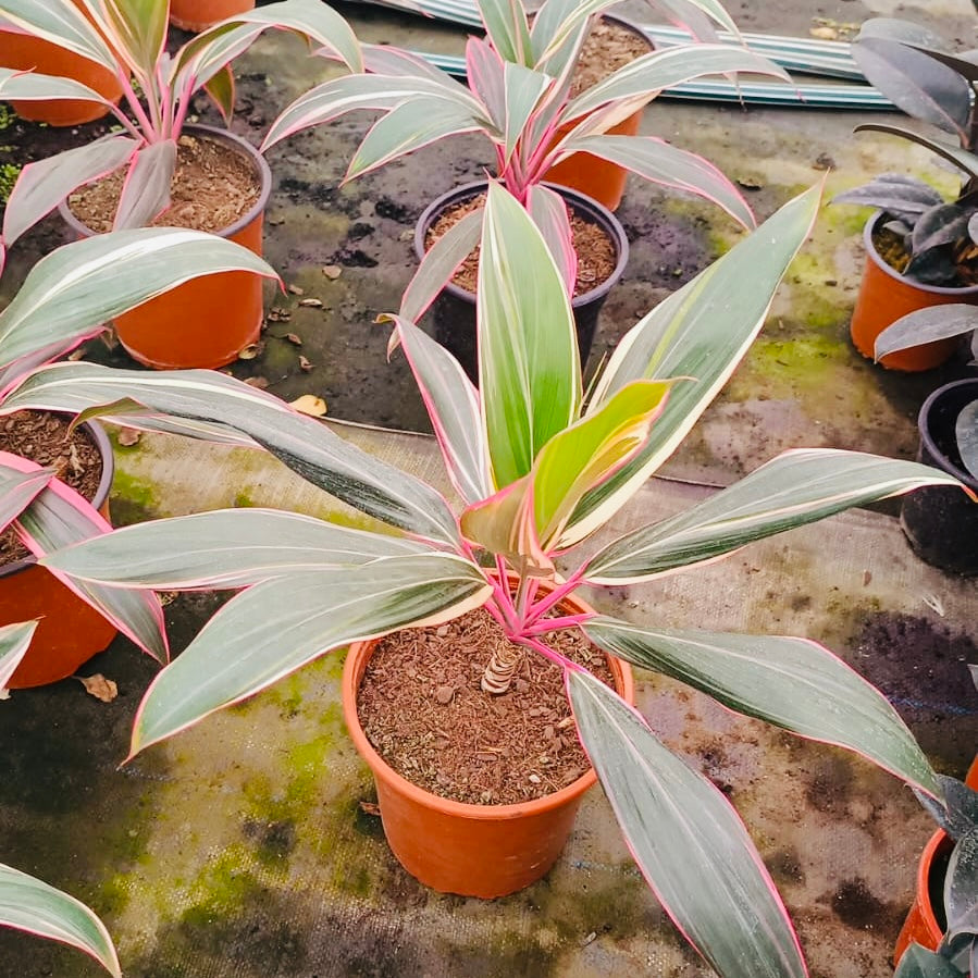 Dracena Pink Diamond