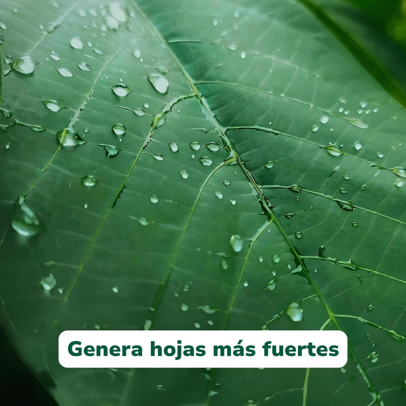 Vivero Mis Tesoros C Gloria