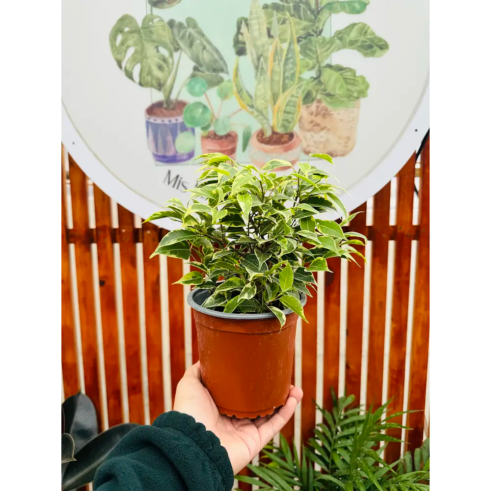 Ficus Bonsai Variegado