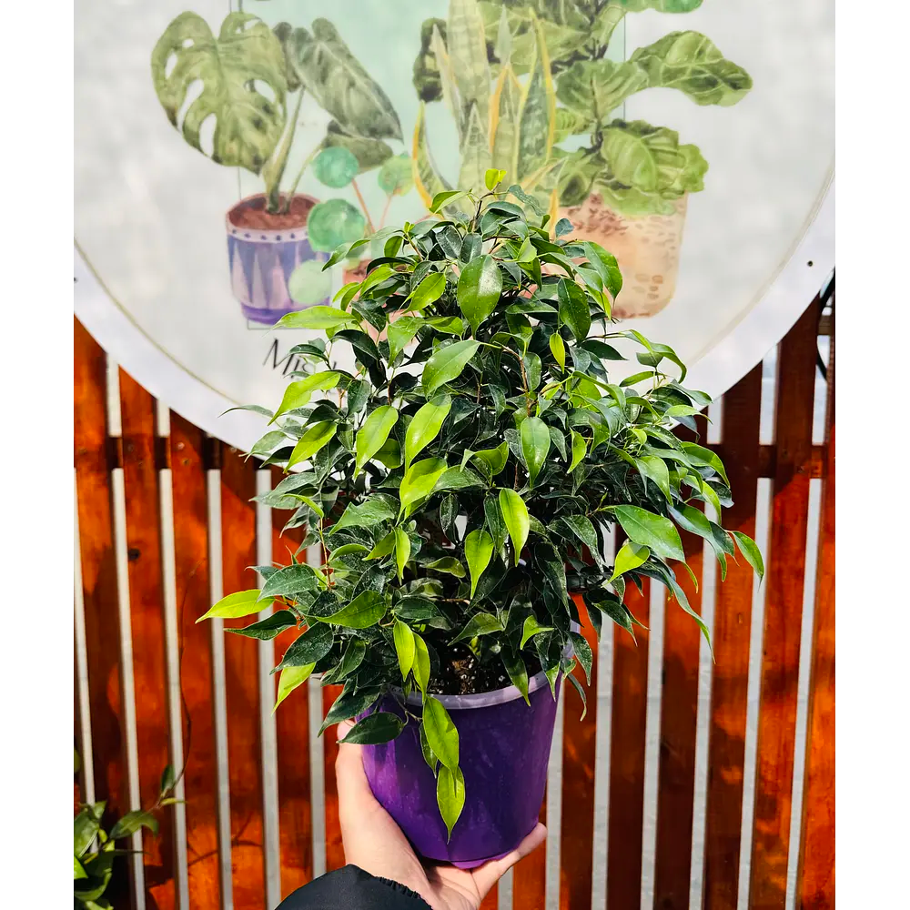 Ficus Bonsai Verde