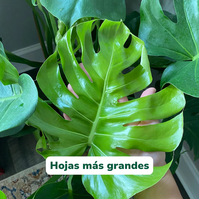 Vivero Mis Tesoros C Gloria
