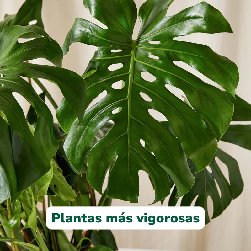 Vivero Mis Tesoros C Gloria