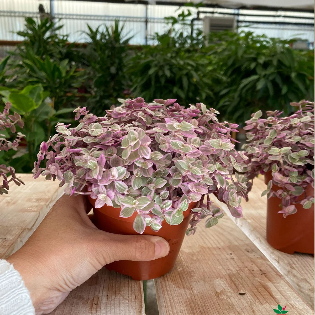 Vivero Mis Tesoros C Gloria