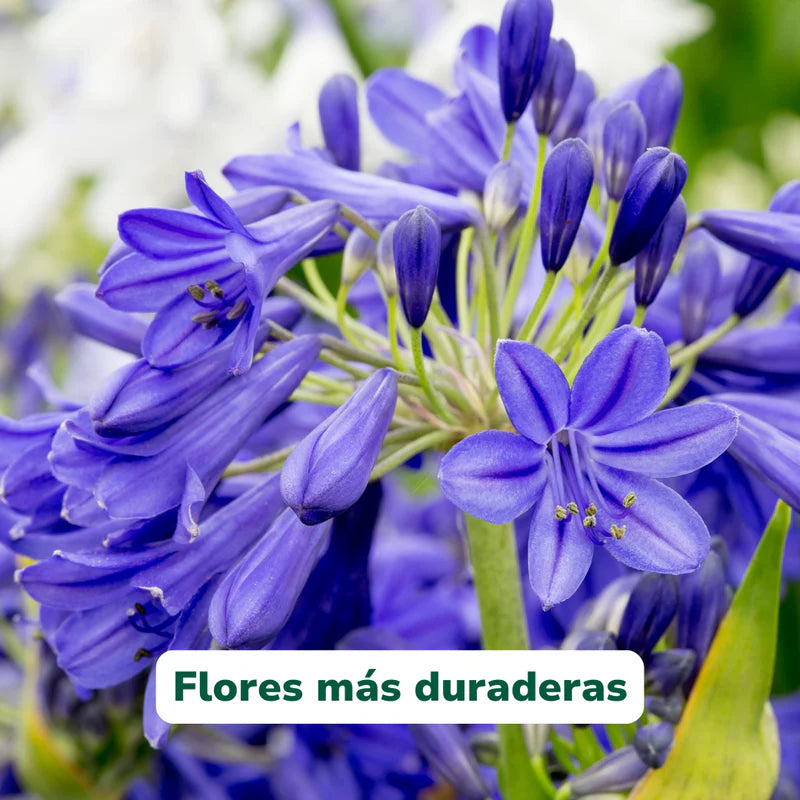 Vivero Mis Tesoros C Gloria