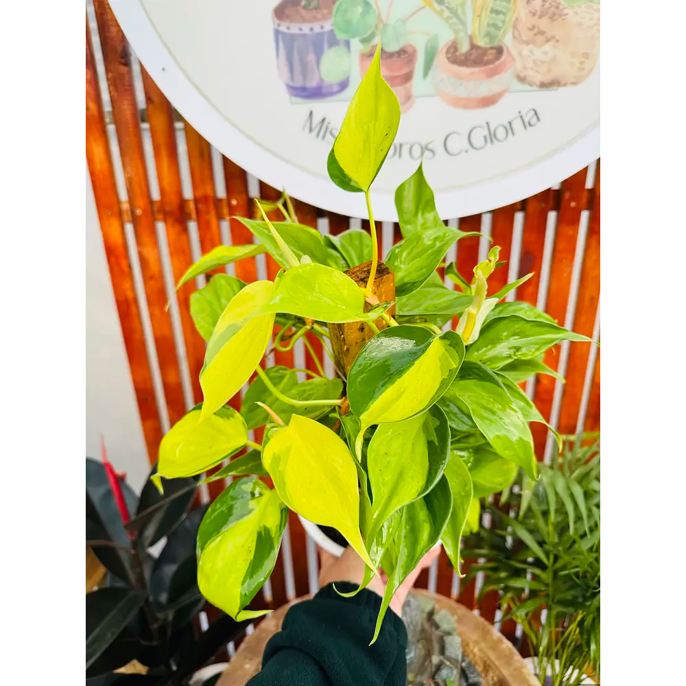 Cordatum Brasil 