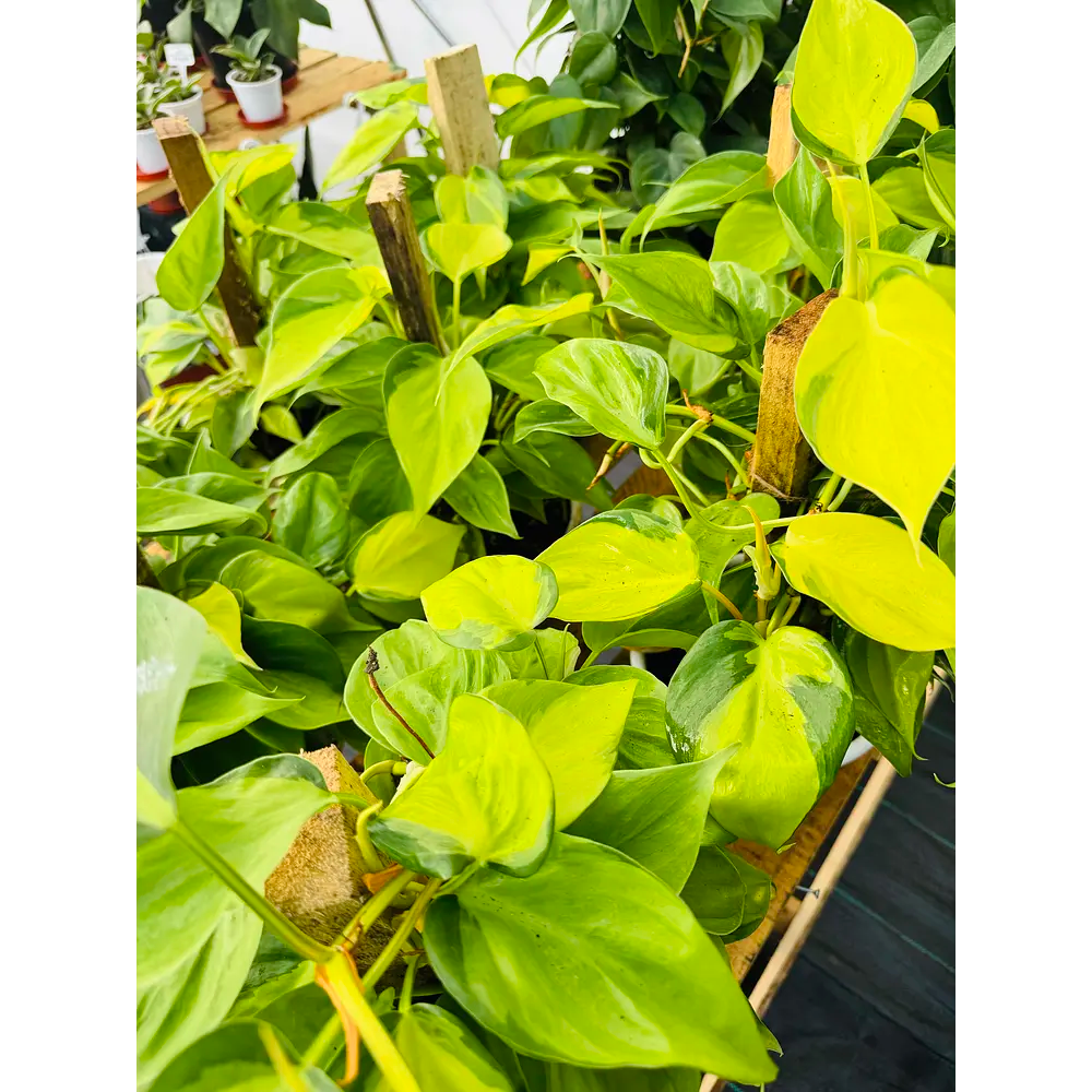 Vivero Mis Tesoros C Gloria