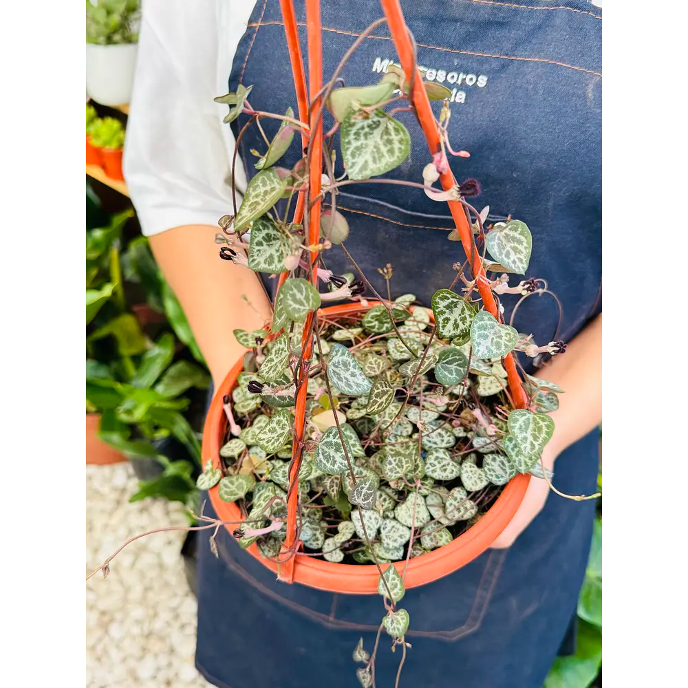 Ceropegia Woodi - Collar de corazones XL