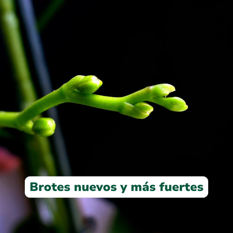 Pack Floración Vitali+