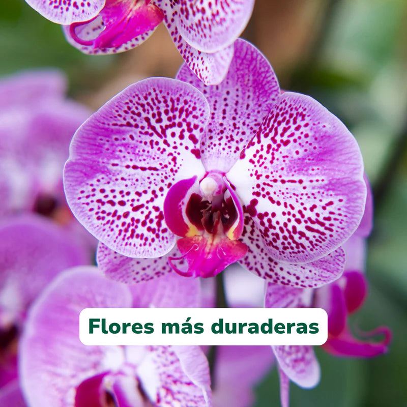 Vivero Mis Tesoros C Gloria