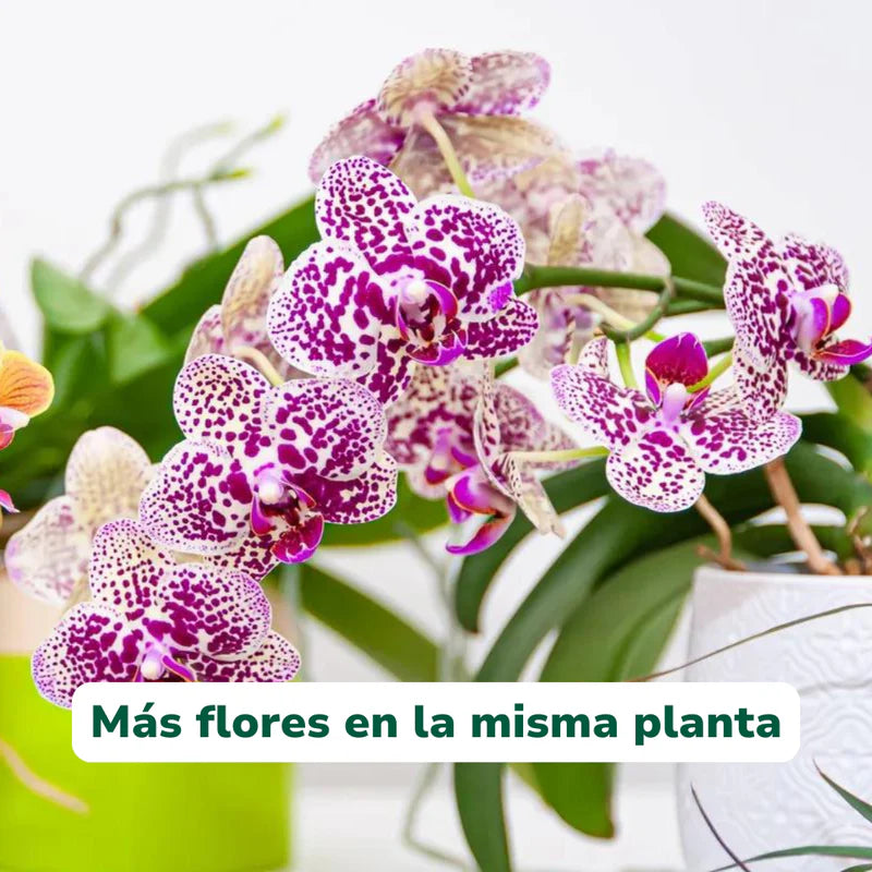 Vivero Mis Tesoros C Gloria