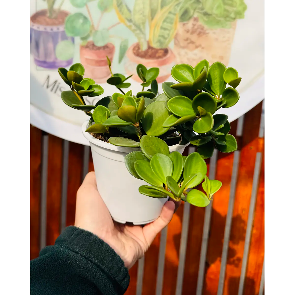 Peperomia Hope