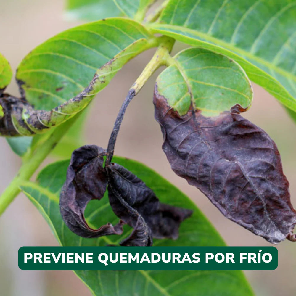 Pack Invierno Vitali+ 10 grs.