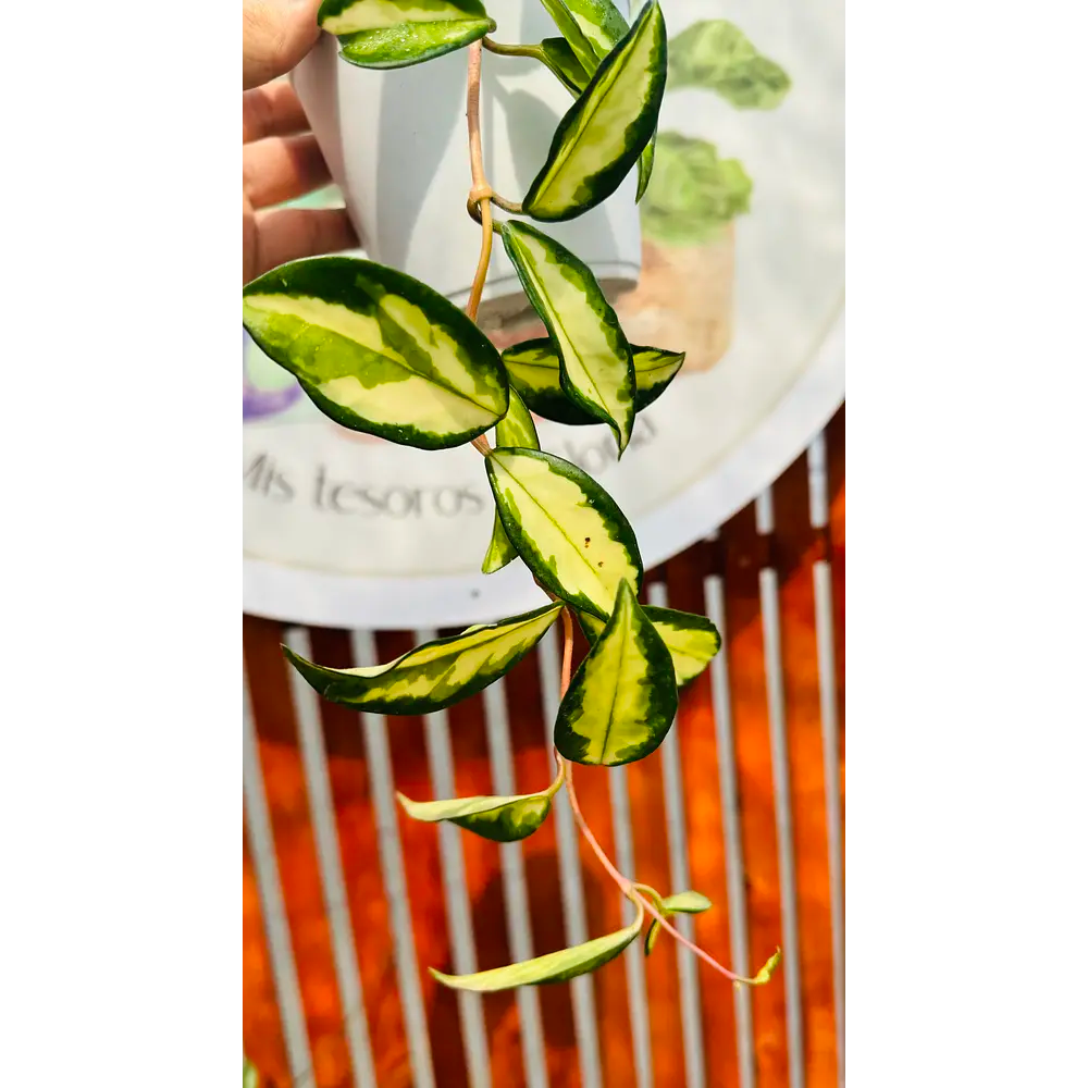 Hoya Krimson Princess