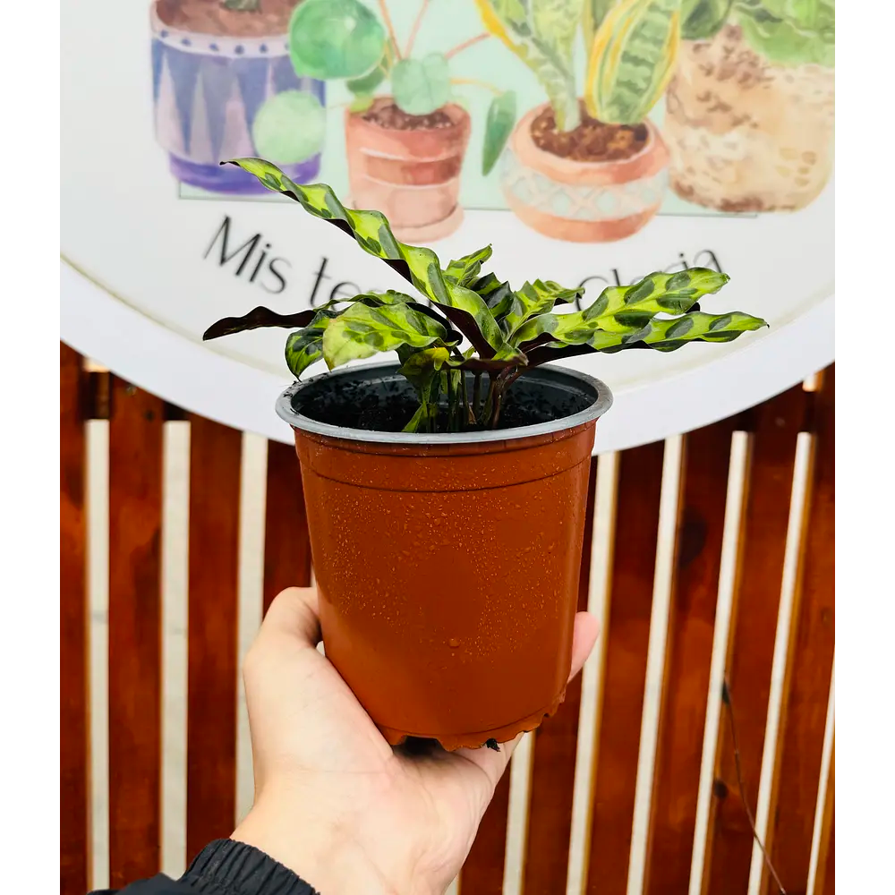 Calathea Lancifolia / Insignis