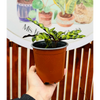 Calathea Lancifolia / Insignis