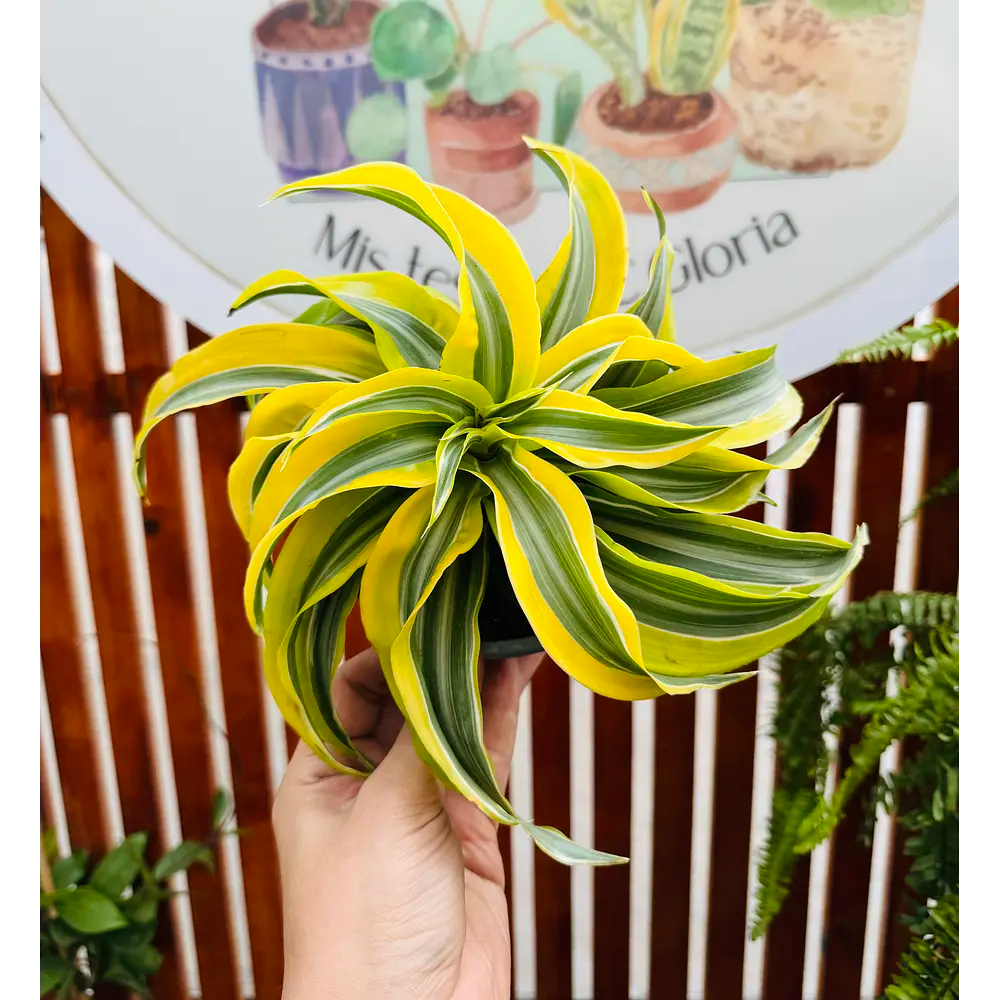 Vivero Mis Tesoros C Gloria