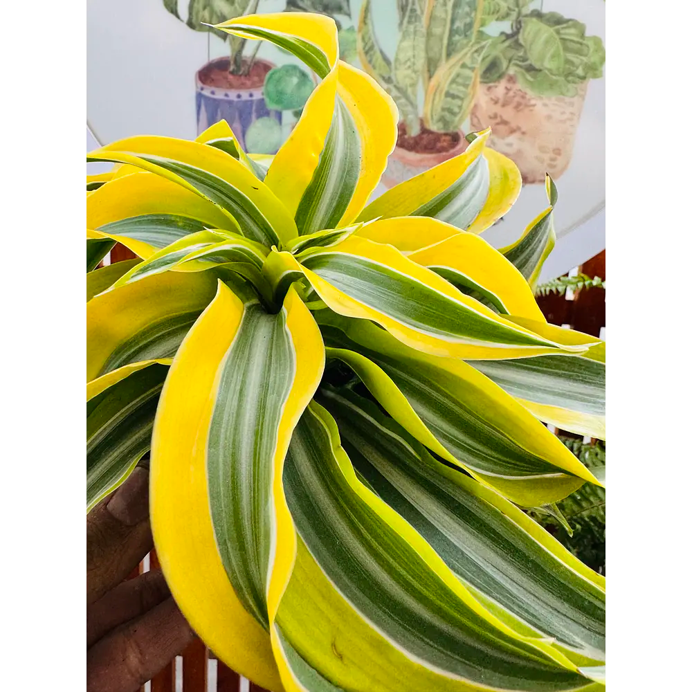 Dracena lemon Surprise