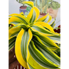 Dracena lemon Surprise