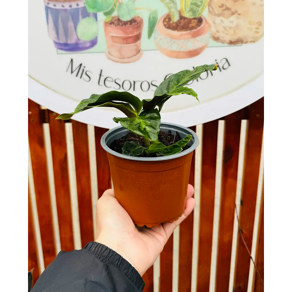 Calathea Luosiae