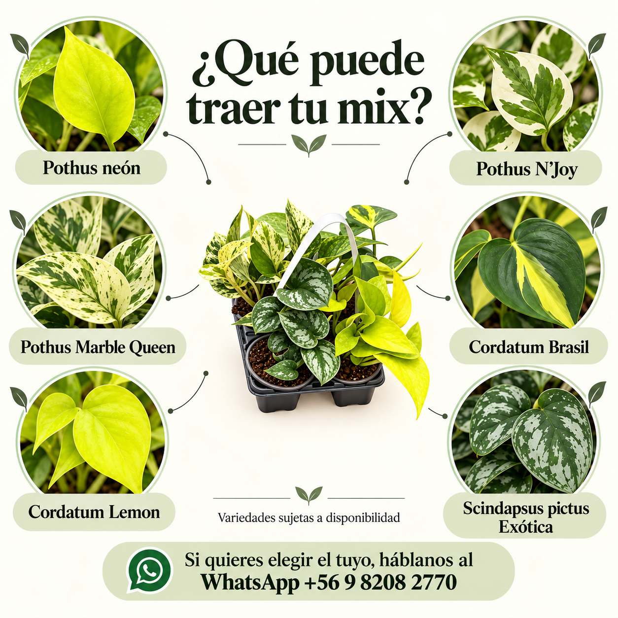 Mix Pothus Colección