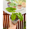 Singonio Mojito