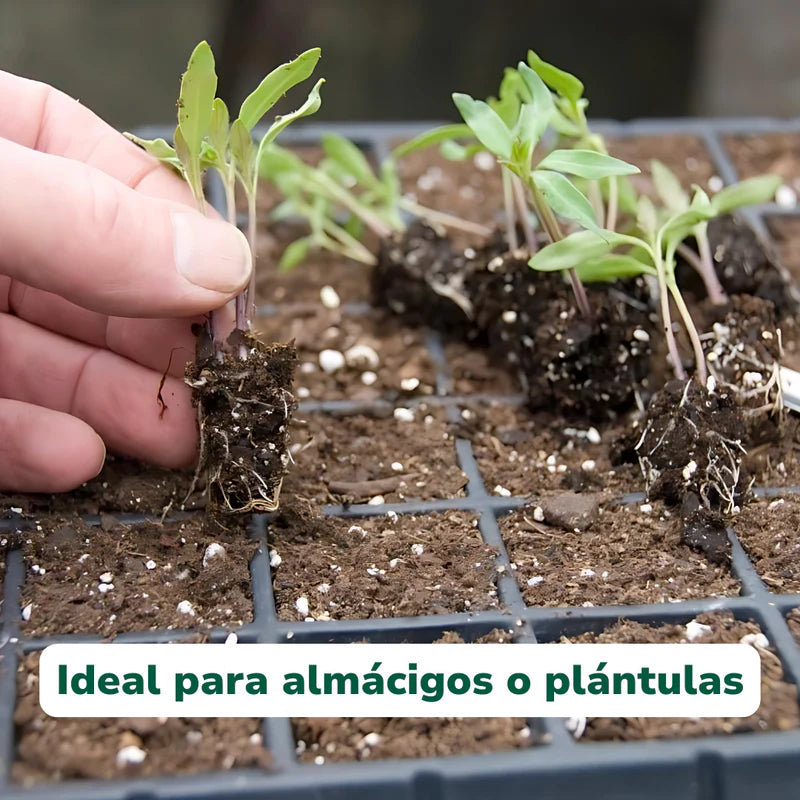 Vivero Mis Tesoros C Gloria