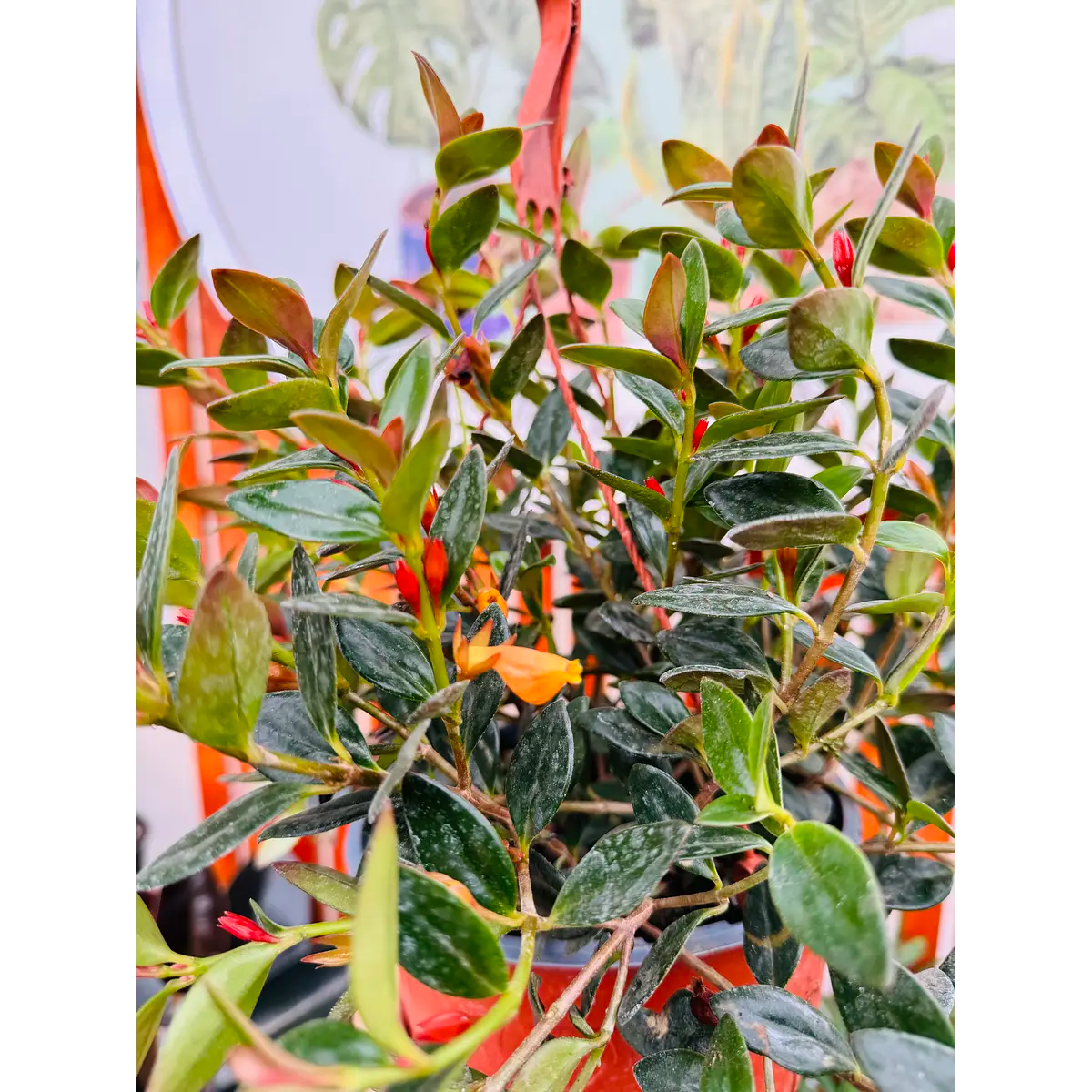 Flor de Colibrí 