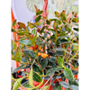 Flor de Colibrí "Nematanthus"