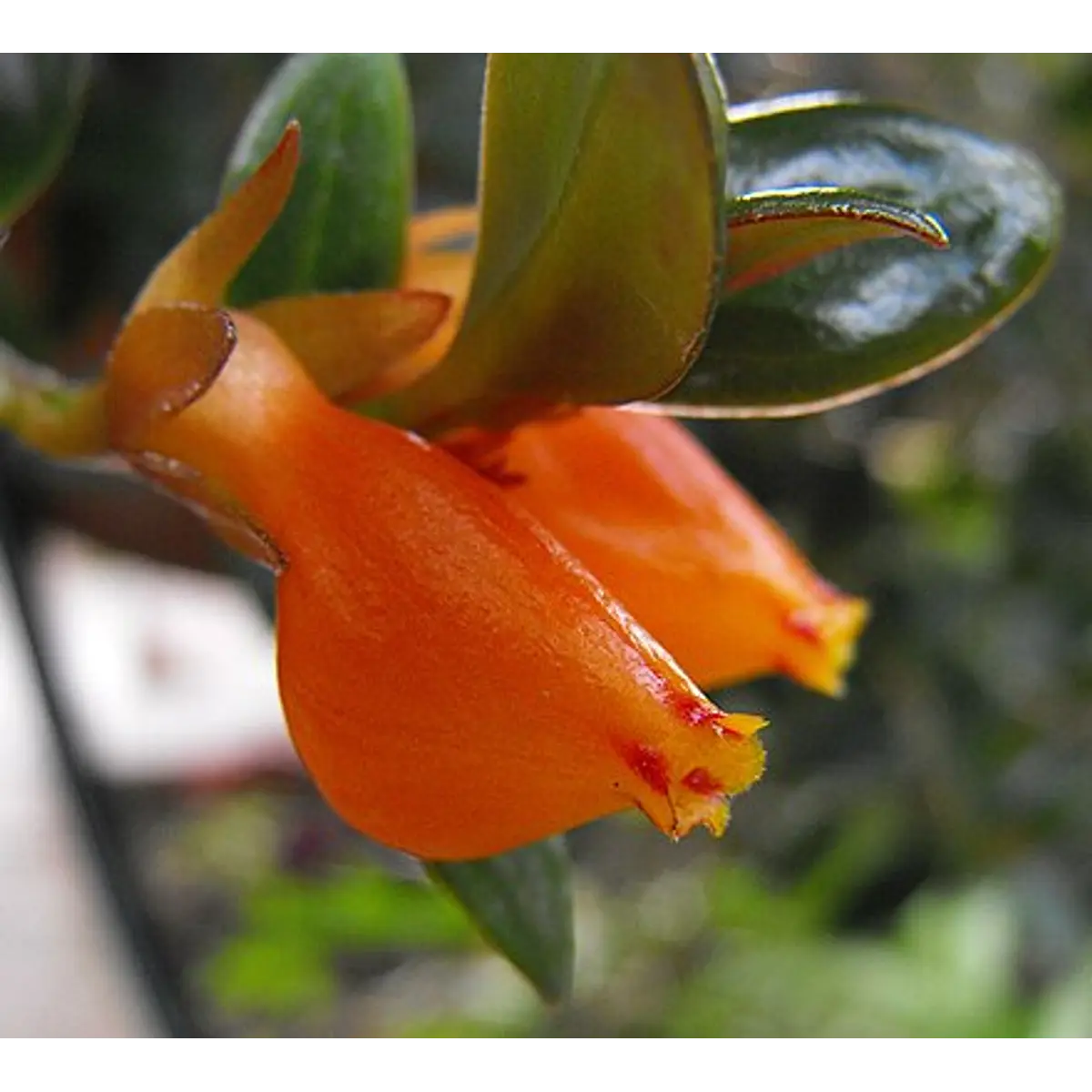 Vivero Mis Tesoros C Gloria