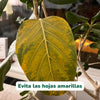Pack Primavera 10 grs. Vitali+