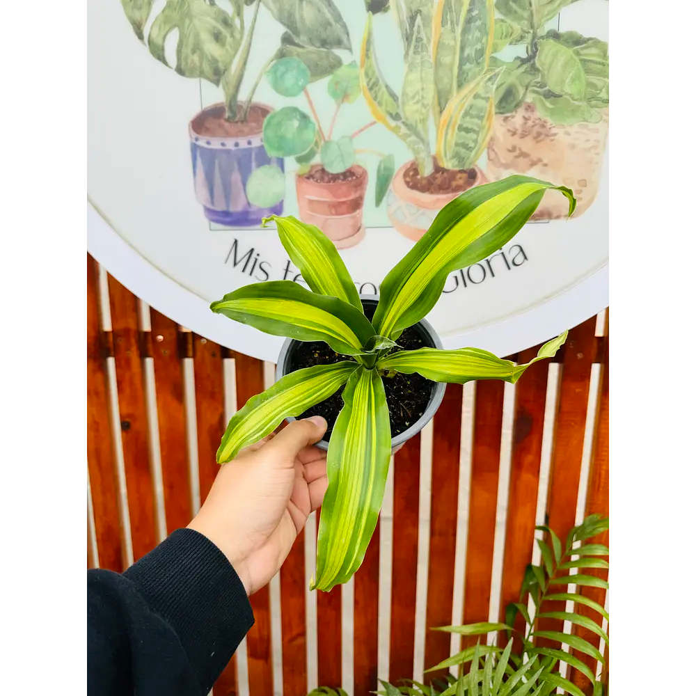 Vivero Mis Tesoros C Gloria