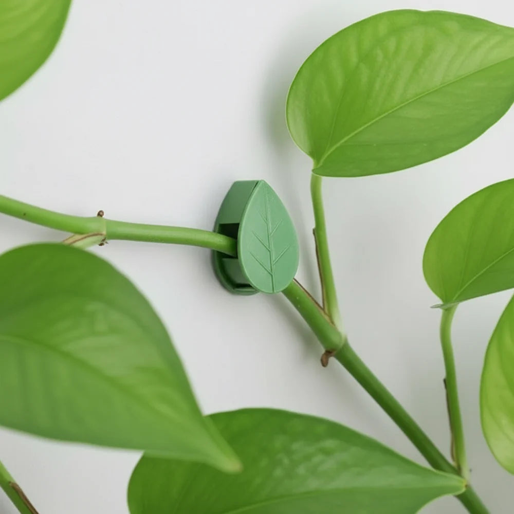 Clips para Plantas Trepadoras