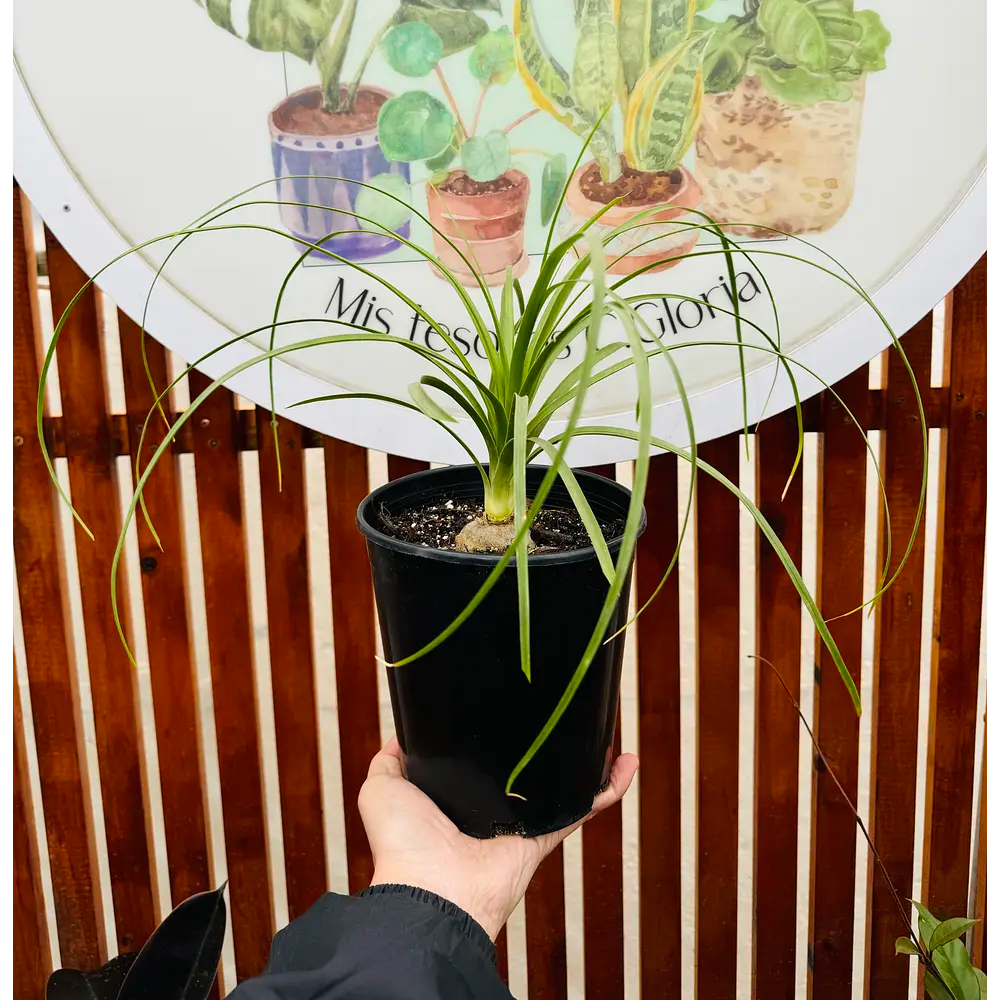 Pata de Elefante - Beaucarnea