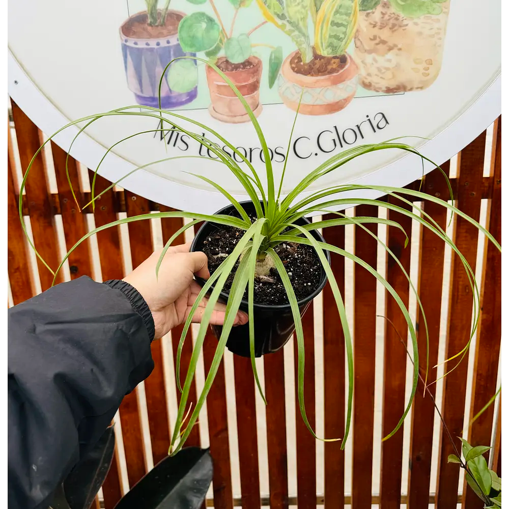 Vivero Mis Tesoros C Gloria