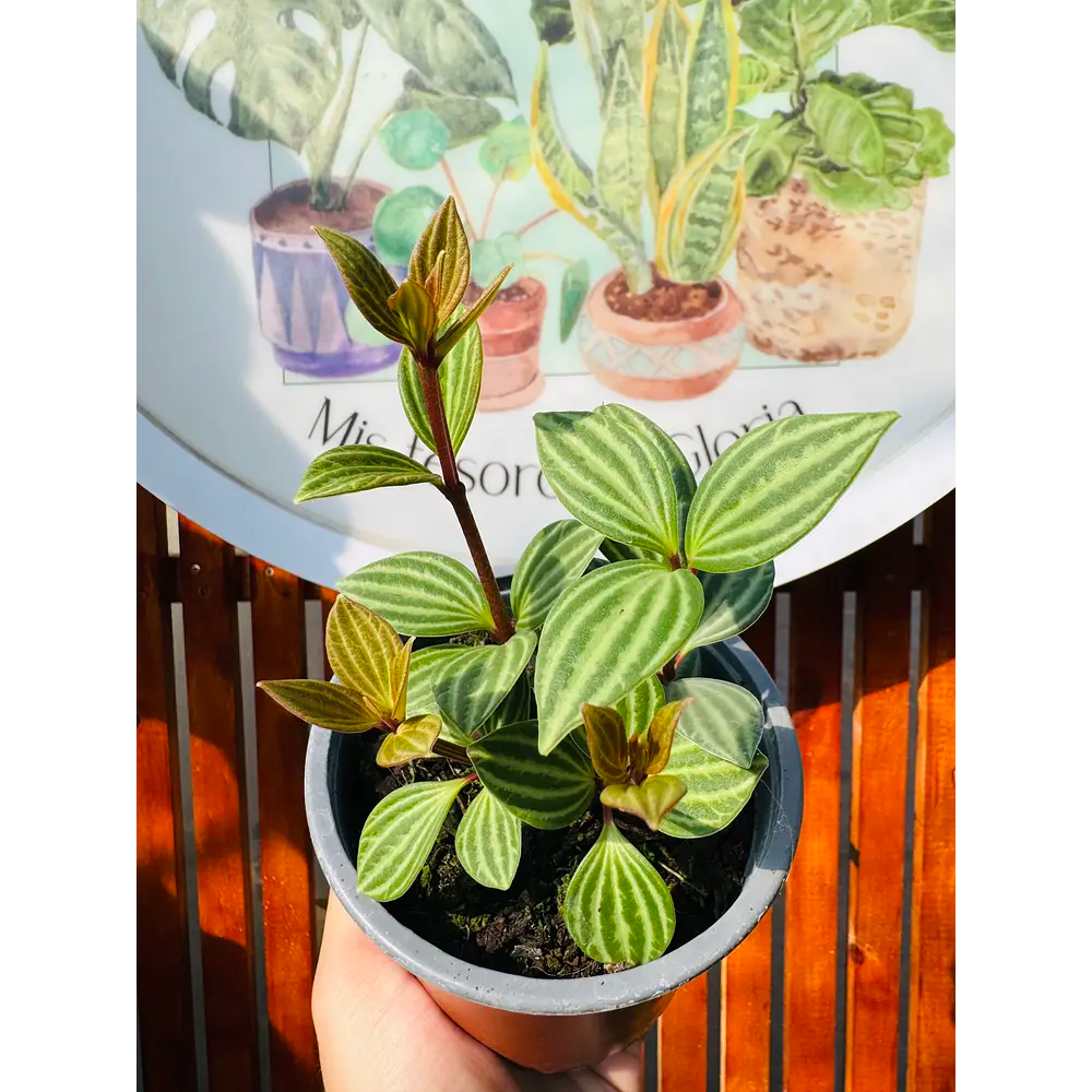 Peperomia Puteolata