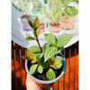 Peperomia Puteolata